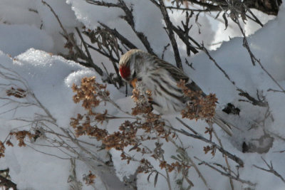 Common Redpoll