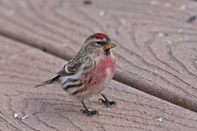 Common Redpoll