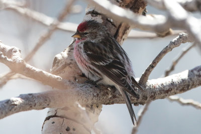 Common Redpoll