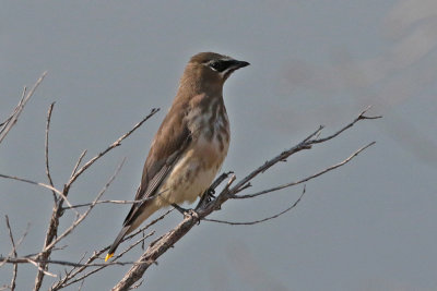 Cedar Waxwing