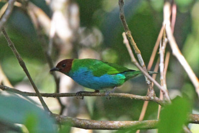 Bay-headed Tanager