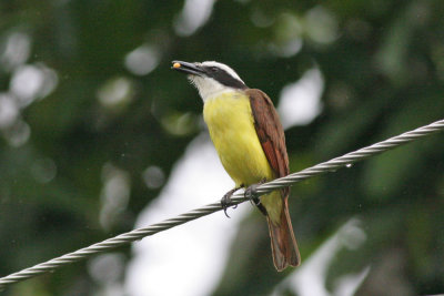 Great Kiskadee