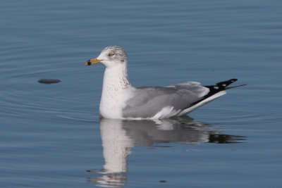 Ring-billed Gull