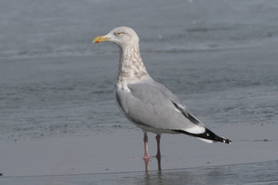 Herring Gull