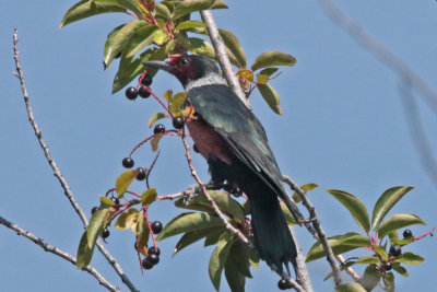 Lewis's Woodpecker