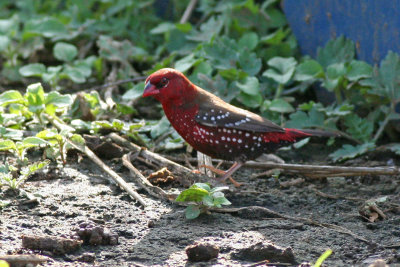 Red Avadavat
