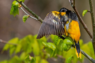 Peek-a-Boo: Male Baltimore Oriole