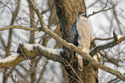 Northern Goshawk