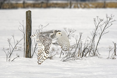 Female Snowy Owl