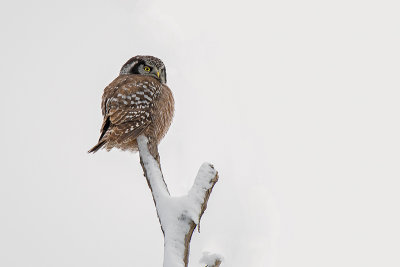 Northern Hawk Owl_2: SERIES of Two Images