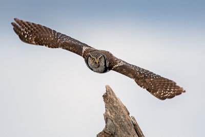 2019 Wildlife and Nature Photography by Doug Griffith