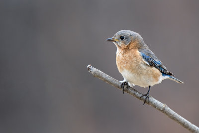 Female Eastern Bluebird (Sialia sialis)