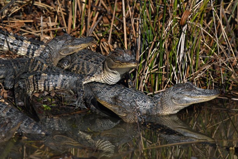 Gator Brood