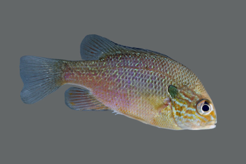 Plains Longear Sunfish (Lepomis aquifensis)