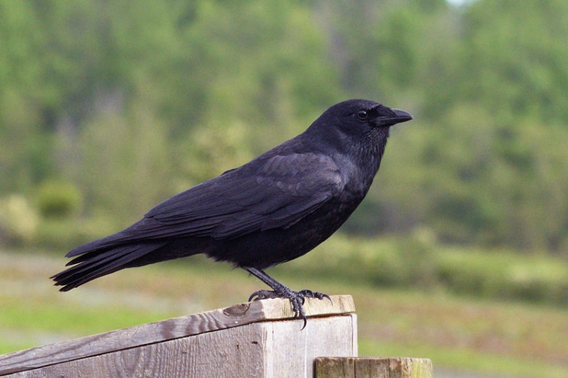 Fish Crow