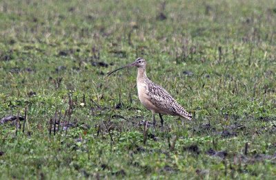 Long-billed Curlew