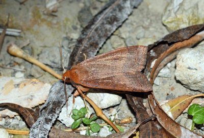 Sallow Moth