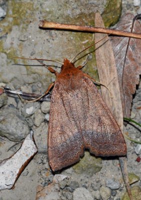 Sallow Moth