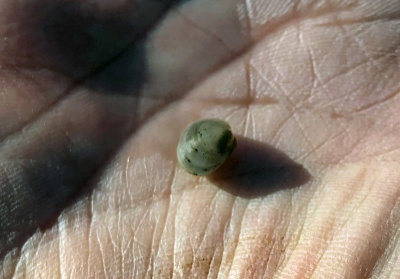 Fingernail Clam (Sphaerium species)