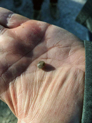 Fingernail Clam (Sphaerium species)