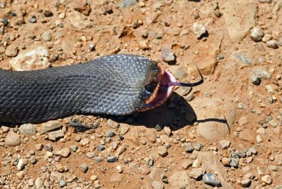 Hognose Snakes