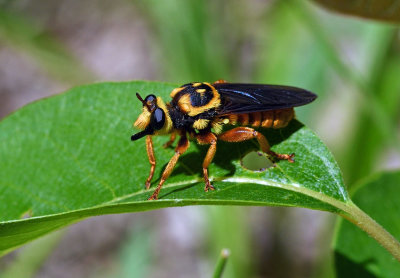 Laphria saffrana