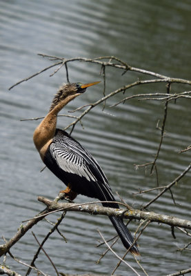 Anhinga