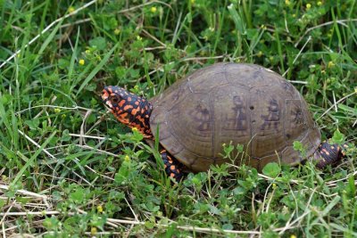 Three-toed Box Turtle