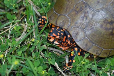 Box Turtles