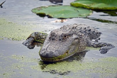 American Alligator