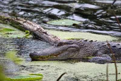 American Alligator