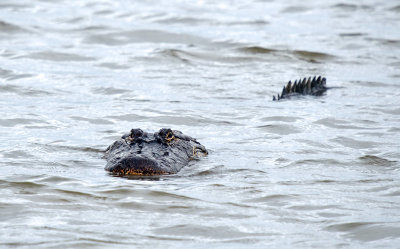 American Alligator