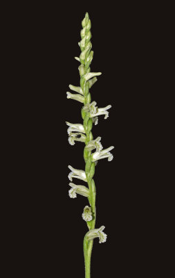 Woodland Ladie's Tresses (Spiranthes sylvatica)