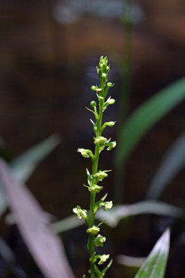 Palegreen Orchid (Platanthera flava)