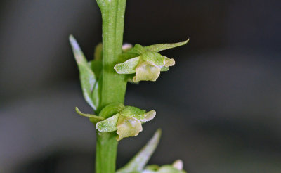 Palegreen Orchid (Platanthera flava)