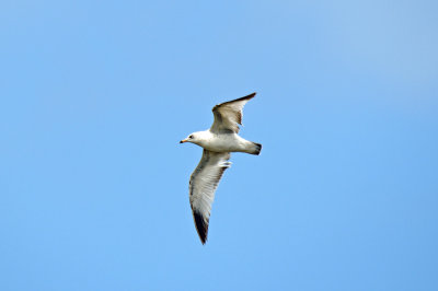 Ring-billed Gull