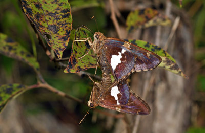 Silver-spotted Skippers