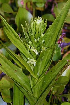 Water Spider Orchid