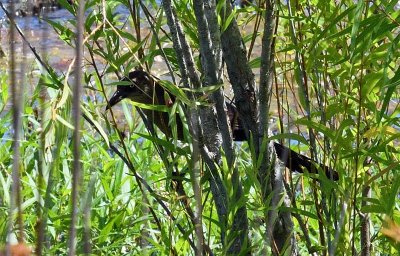 Great-tailed Grackle