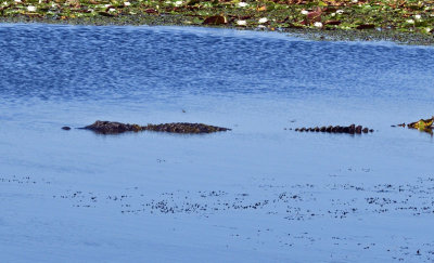 American Alligator