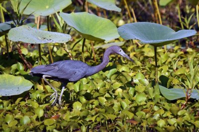 Little-blue Heron