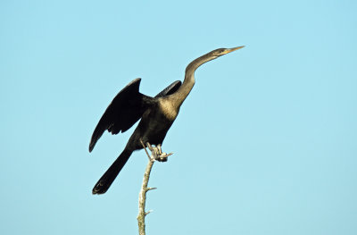 Anhinga