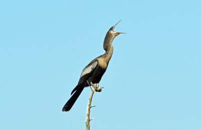Anhinga