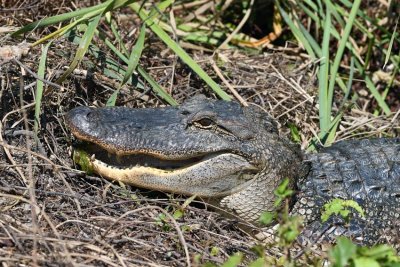 American Alligator