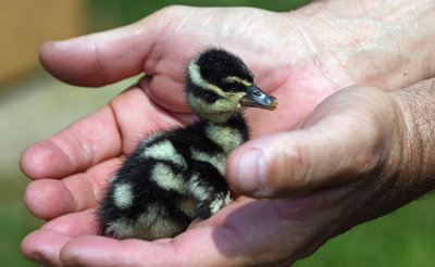 Black-bellied Whistling Duck chick