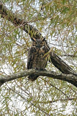 Great-horned Owl