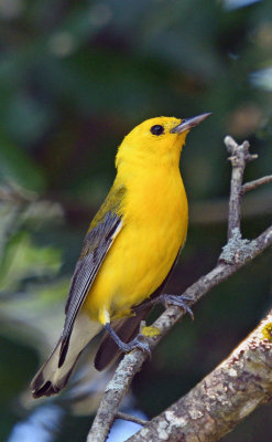 Prothonotary Warbler