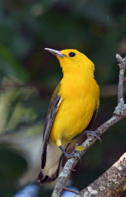 Prothonotary Warbler