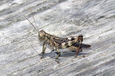 Grizzly Spur-throat Grasshopper (Melanoplus punctulatus)