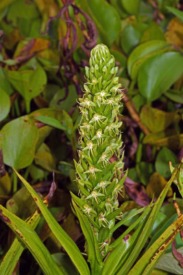 Water Spider Orchid